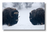 Musk Ox_ANL_7115